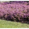 Erica Carnea Rosalie Schneeheide Ca. 11x11 cm Topf