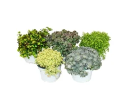 Exotenherz 5 verschiedene Winterharte Sedum-Pflanzen Fetthenne Abwechslungsreiches Farbspiel