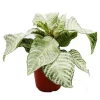 Exotenherz Aphelandra Squarrosa White Wash Glanzkölbchen 12cm Topf