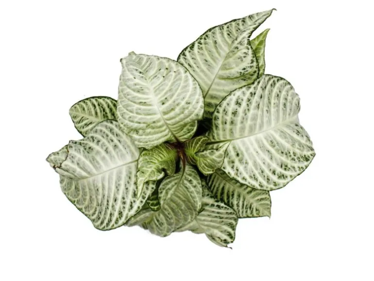 Exotenherz Aphelandra Squarrosa White Wash Glanzkölbchen 12cm Topf