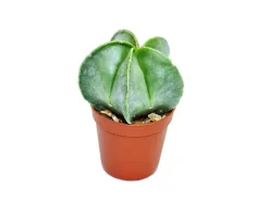 Exotenherz Astrophytum Myriostigma Bischofsmütze im 5,5cm Topf