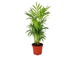 Exotenherz Chamaedorea Elegans Bergpalme 3 Pflanzen 12cm Topf
