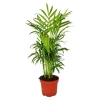 Exotenherz Chamaedorea Elegans Zimmerpalme Bergpalme 9cm Topf