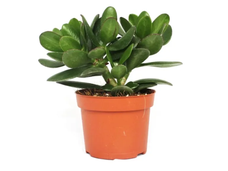 Exotenherz Crassula Portulacea Geldbaum Große Pflanze im 12cm Topf