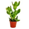Exotenherz Crassula Portulacea Geldbaum im 8,5cm Topf