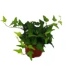 Exotenherz Efeu Hedera 9cm Topf Zimmerpflanze