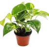 Exotenherz Efeutute Scindapsus Epipremnum 12cm Topf Zimmerpflanze