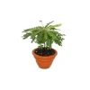 Exotenherz 2er Set Biophytum Sensitivum Südseepalme 9cm Tontopf