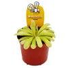 Exotenherz Fleischfressende Pflanze Zierliches Fettkraut Pinguicula Anna 9cm Topf