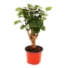 Exotenherz Glänzende Fiederaralie Polyscias Scutellaria Fabian Pflegeleichte Zimmerpflanze 12cm Topf