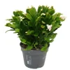 Exotenherz Großer Weihnachtskaktus Schlumbergera XXL 17cm Topf ca. 25-35cm Hoch Weisse Blüten