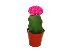 Exotenherz Gymnocalycium Mihanovichii Erdbeerkaktus Rosa 5,5cm Topf
