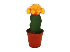 Exotenherz Gymnocalycium Mihanovichii Erdbeerkaktus Orange 8,5cm Topf