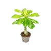 Exotenherz Hawaiipalme Brighamia Insignis