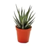 Exotenherz Haworthia Fasciata Kleine Pflanze im 5,5cm Topf