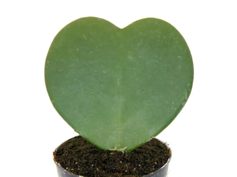 Exotenherz Hoya Kerii Herzblatt-Pflanze Herzpflanze Oder Kleiner Liebling im 6cm Topf