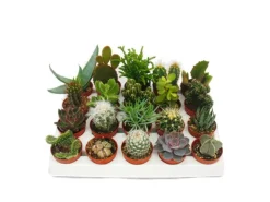 Exotenherz Kakteen Und Sukkulenten Starter Set XXL 20 Verschiedene Pflanzen im 5,5cm Topf