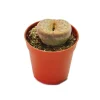 Exotenherz Lithops Lebender Stein im 5,5cm Topf
