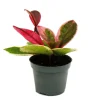Exotenherz Minipflanze Hoya Flaming Dream Rotblättrige Porzellanblume Wachsblume Babyplant 6,5cm Topf
