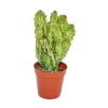 Exotenherz Opuntia Monacantha Variegata Kleine Pflanze im 5,5cm Topf