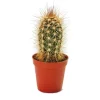 Exotenherz Pachycereus Pringley Kleine Pflanze im 5,5cm Topf