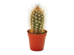 Exotenherz Pachycereus Pringley Kleine Pflanze im 5,5cm Topf