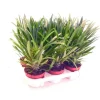 Exotenherz Pachypodium Lameri Echte Madagaskar-Palme 12cm Topf