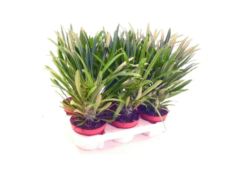 Exotenherz Pachypodium Lameri Echte Madagaskar-Palme 12cm Topf