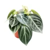 Exotenherz Peperomia Sarcophylla Zwergpfeffer im 15cm Topf