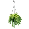 Exotenherz Sedum Morganianum 'Burrito' Affenschaukel 14cm Ampeltopf Hängende Sukkulente