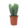 Exotenherz Stahlblauer Heidelbeerkaktus Myrtillocactus Geometrizans Säulenkaktus 17cm Topf