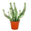 Exotenherz Sukkulente Crassula Hottentot Felsen-Dickblatt im 8,5cm Topf