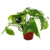 Exotenherz Weißbunte Gemusterte Efeutute Epipremnum Variegata Scindapsus 12cm Topf Rankende Zimmerpflanze