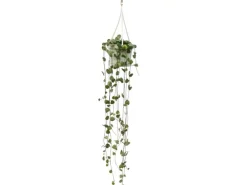 Exotenherz Zimmerpflanze zum Hängen Ceropegia Woodii Leuchterblume 10cm Ampel