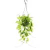 Exotenherz Zimmerpflanze zum Hängen Hoya Gracilis Porzellanblume Wachsblume 14cm Ampel
