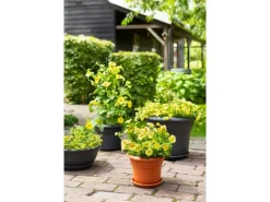 Florus Pflanztopf Fiore Alessia Ø 30 cm terrakotta