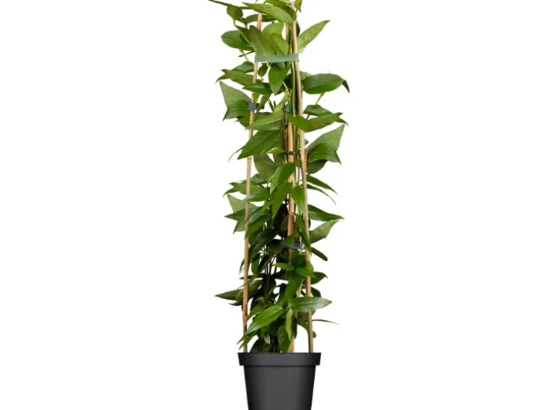 Geißblatt Topf-Ø ca. 17 cm Lonicera henryi