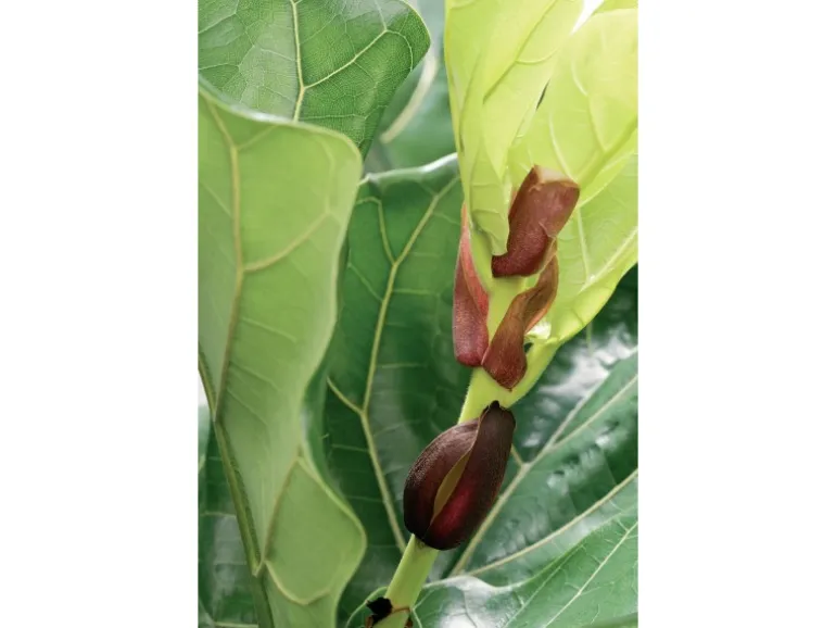 Geigenfeige Höhe ca. 65 - 75 cm Topf-Ø ca. 17 cm Ficus lyrata