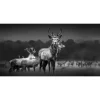 Glasbild Herd Of Deer 80 cm x 30 cm