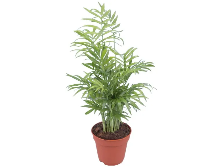 GROW by OBI Bergpalme Topf Ø ca. 12 cm Chamaedorea Elegans