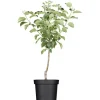 GROW by OBI Bio Apfel "Golden Delicious" Topf ca. 7 l Malus domestica