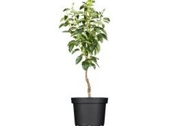 GROW by OBI Bio Birne "Williams Christ" Goldgelb ca. 120-140 cm Topf ca. 7 l