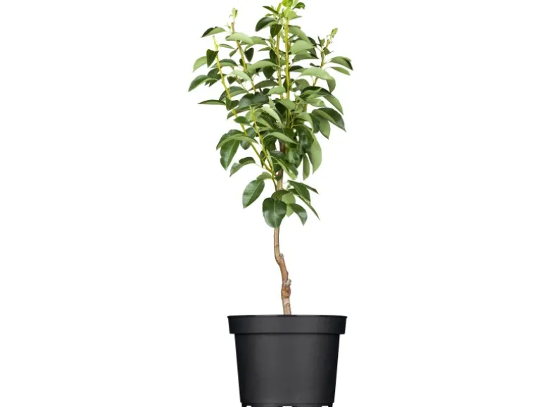 GROW by OBI Bio Birne "Williams Christ" Goldgelb ca. 120-140 cm Topf ca. 7 l