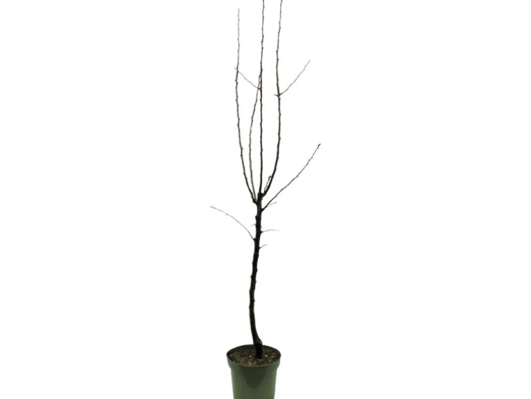 GROW by OBI Bio Birne "Williams Christ" Goldgelb ca. 120-140 cm Topf ca. 7 l