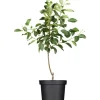 GROW by OBI Bio Herbstapfel "Gravensteiner" Rot-Orange ca. 120-140cm Topf ca.7l