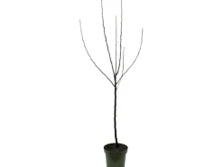 GROW by OBI Bio Herbstapfel 