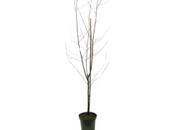 GROW by OBI Bio Pfirsich "Red Haven" Höhe ca. 80 - 100 cm Topf ca. 7 l
