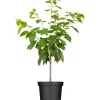 GROW by OBI Bio Süßkirsche Büttners Rote Knorpelkirsche Rot 120-140 cm Topf 7 l