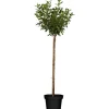 GROW by OBI Bio Zwergsauerkirsche Höhe ca. 40 - 60 cm Topf ca. 5 l