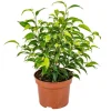 GROW by OBI Birkenfeige "Natasja" Höhe ca. 30 cm Topf-Ø ca. 12cm Ficus benjamina